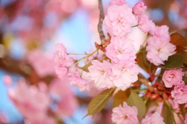 Jarní květy. Krásné růžové květy. Sakura — Stock fotografie