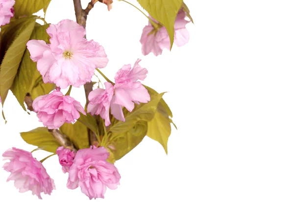 春の花は、白で隔離。美しいピンクの花 — ストック写真