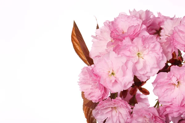 Spring Blossoms isolated on white. Beautiful Pink Flowers — Stock Photo, Image