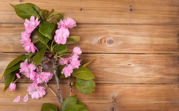 Fleurs de fleur de printemps sur fond en bois — Photo