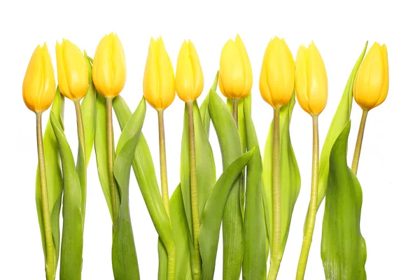 Tulipas amarelas isoladas em branco — Fotografia de Stock