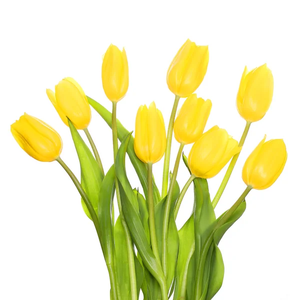 Gelbe Tulpen isoliert auf Weiß — Stockfoto