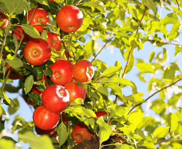 Rode appels op tak klaar om te worden geoogst. Jonathan appels — Stockfoto
