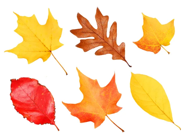Na podzim listy sbírka izolovaných na bílém. Podzim — Stock fotografie