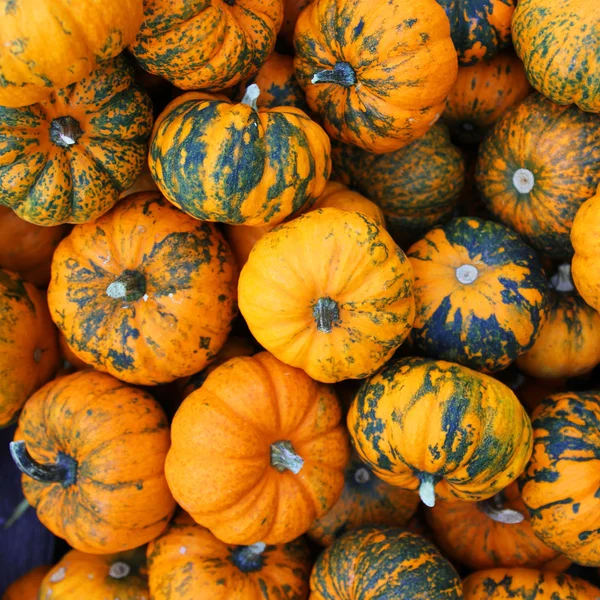 Heap of tiny spotted pumpkins. Background — Stock Photo, Image