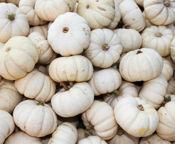 Heap of white tiny pumpkins. Background — Stock Photo, Image
