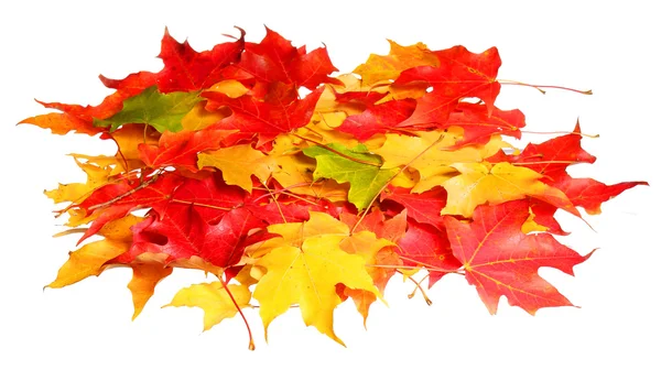 秋。着色されたかえでの山葉分離ホワイト バック グラウンド — ストック写真