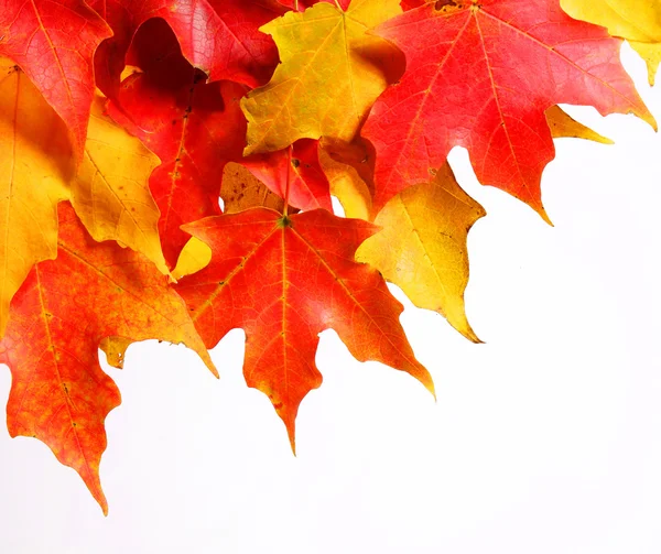 Foglie di acero autunnale su sfondo bianco. Caduta . — Foto Stock