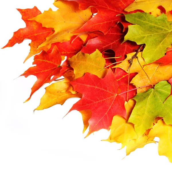Höstens maple leafs över vit bakgrund. falla. — Stockfoto