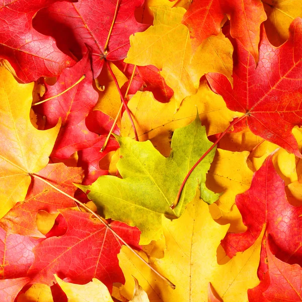 Tomber. Feuilles d'érable d'automne fond. Feuilles colorées . — Photo