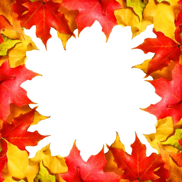Maple leaves border with space. Colored autumn leafs isolated.