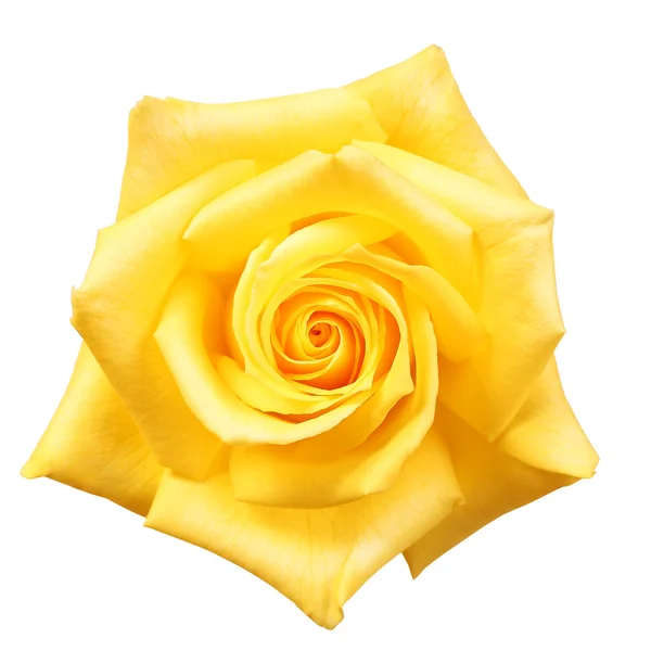 Yellow Rose isolated — Stock Photo, Image