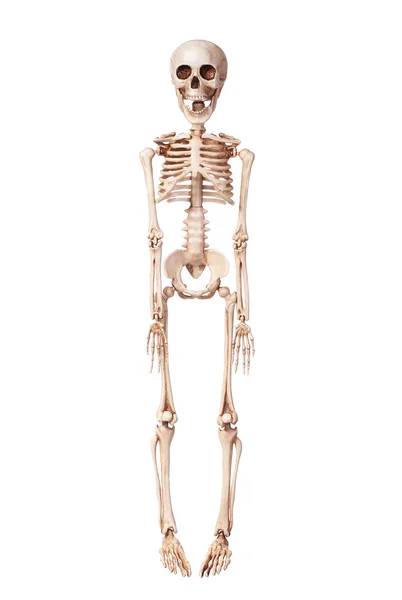 Szkielet na białym tle — Zdjęcie stockowe
