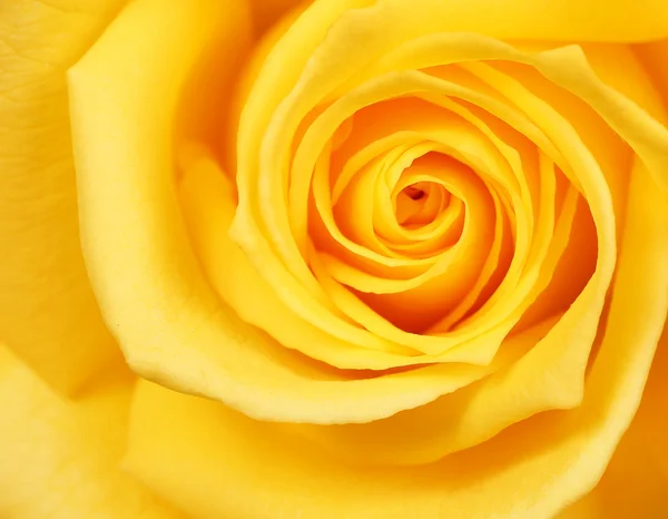 Yellow Rose. Background. Macro — Stock Photo, Image