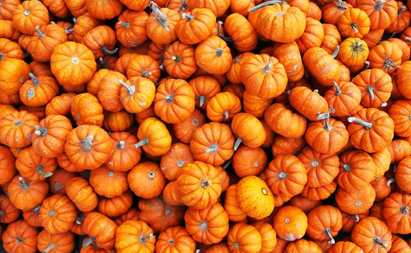 Heap of tiny pumpkins. Background — Stock Photo, Image