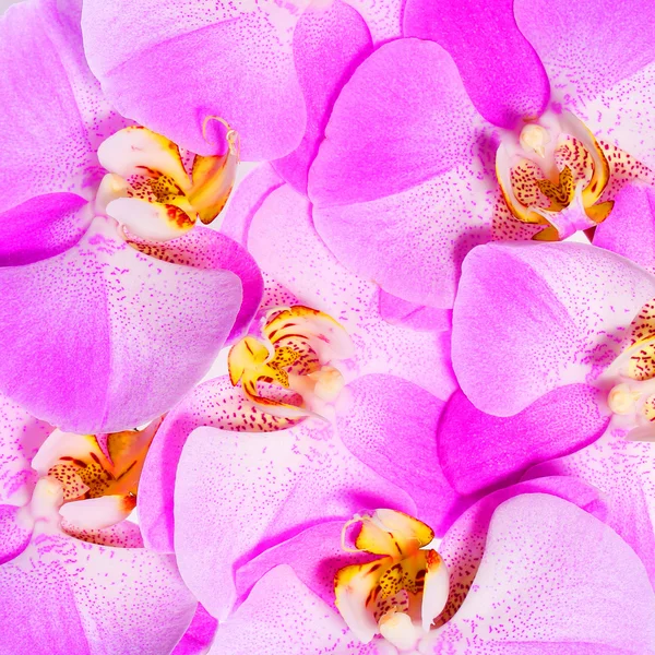 Roze orchideebloemen achtergrond. Closeup — Stockfoto