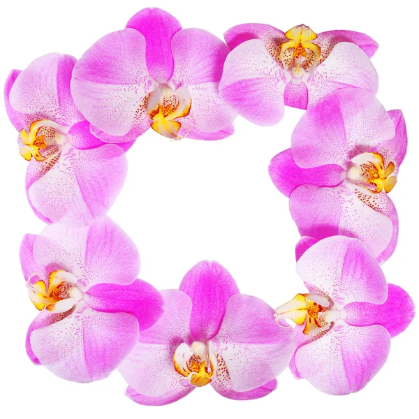 Orchid Flowers Frame isolated. Hot Pink Flowers — Stock Photo, Image