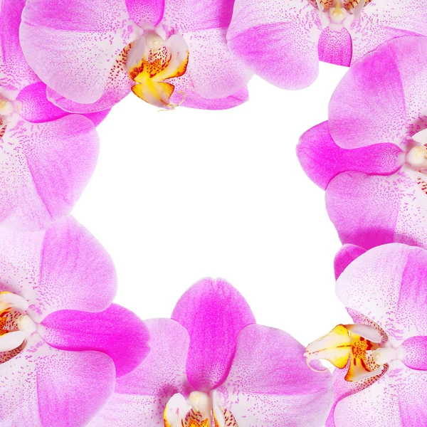 Orchid Flowers Frame isolated. Hot Pink Flowers — Stock Photo, Image