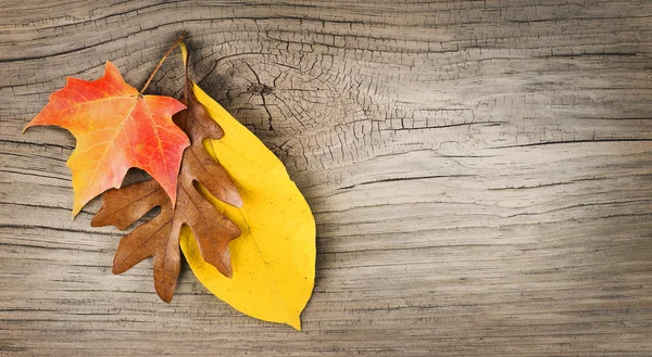 Fall Leaves on Old Wooden Background