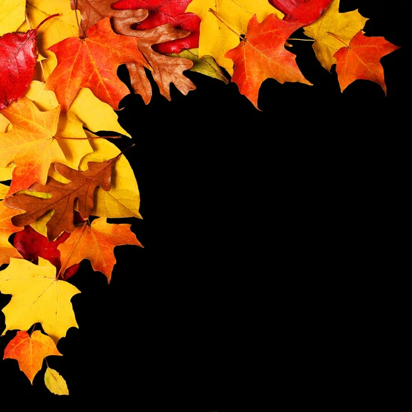 Autumn Leaves over Black Background with Copy Space. Fall — Stock Photo, Image