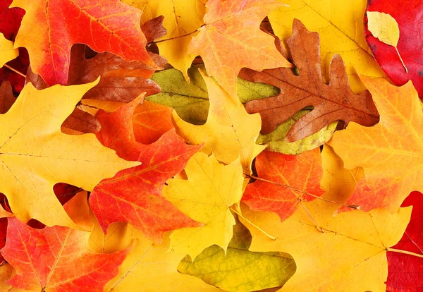 Autumn Leaves. Fall Background — Stock Photo, Image