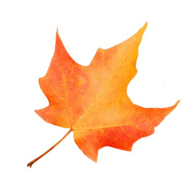 Renkli sonbahar üzerinde beyaz izole akçaağaç yaprağı