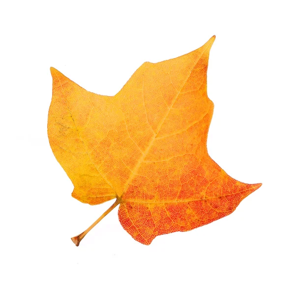 Feuille d'érable d'automne colorée isolée sur blanc — Photo