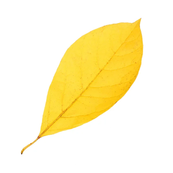 Queda folha amarela isolada no fundo branco — Fotografia de Stock