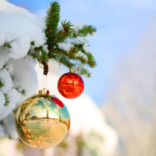 Christmas Balls on Christmas tree branch covered with Snow