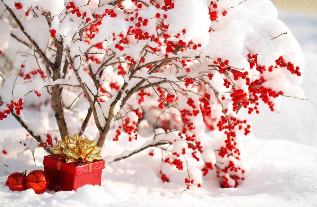 Gift Box and Christmas Balls under Holly Berries bush