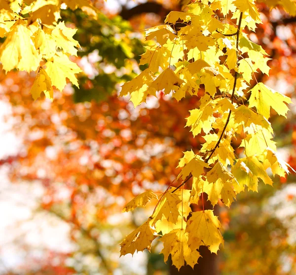 Feuilles jaunes d'érable d'automne. En plein air. Automne Contexte — Photo