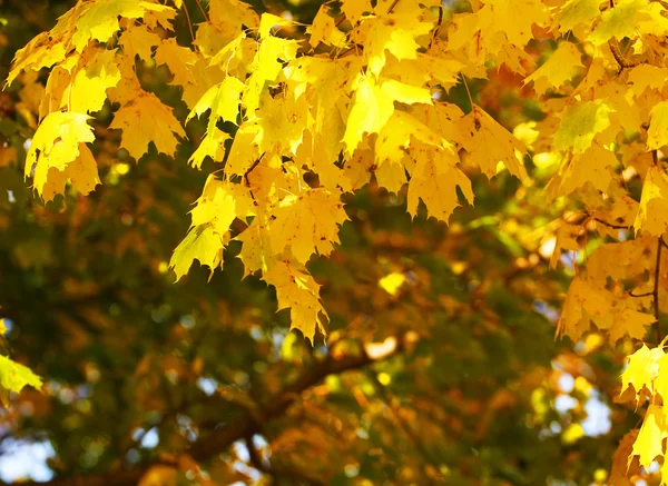 Sonbaharda akçaağaç sarı yapraklar. Açık. Sonbahar arka plan — Stok fotoğraf