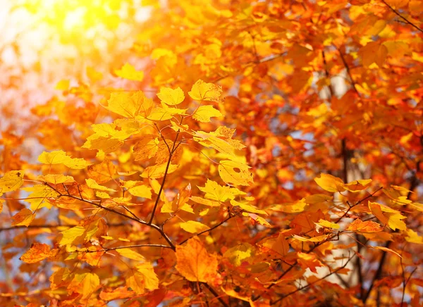 Feuilles jaunes d'érable d'automne. En plein air. Automne Contexte — Photo