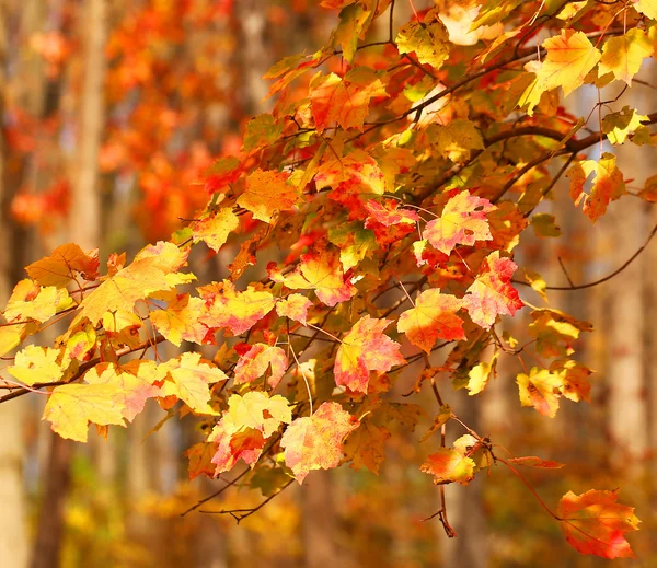 Красочные кленовые листья. Осенний фон — стоковое фото