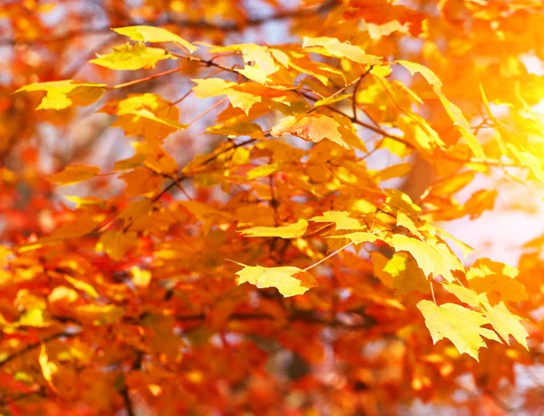 Autumn Maple Yellow Leaves. Outdoor. Fall Background Stock Photo