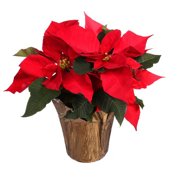 Red poinsettia flower isolated on white. Christmas Flowers — Stock Photo, Image