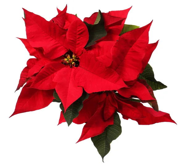 Rode poinsettia bloem geïsoleerd op wit. Kerstbloemen — Stockfoto