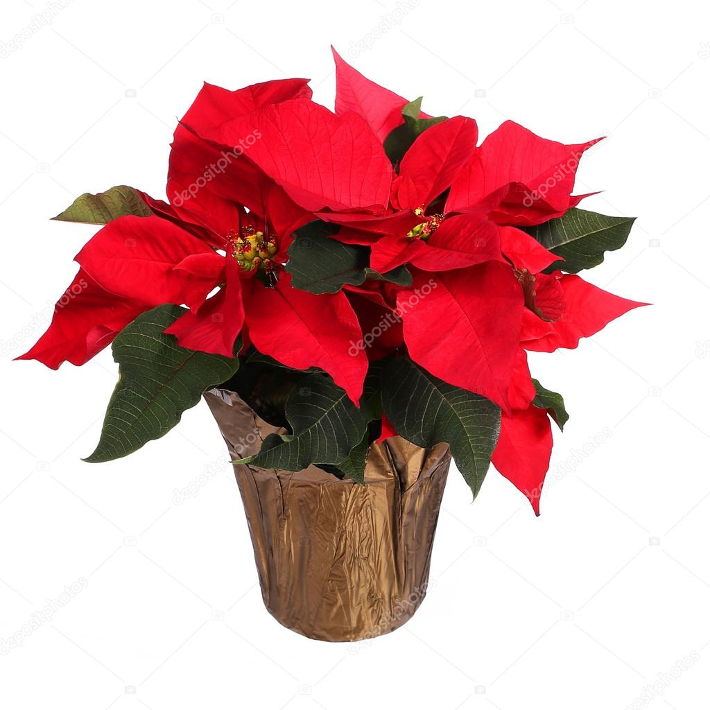 Red poinsettia flower isolated on white. Christmas Flowers