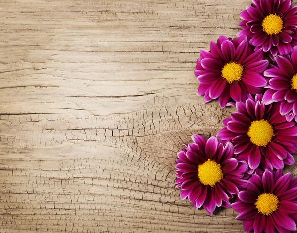 勃艮第的菊花花朵木制背景 — 图库照片