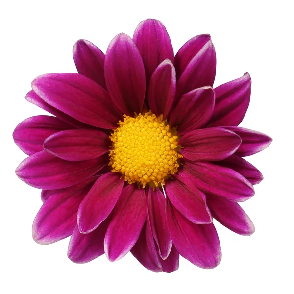 Burgundy Daisy Flower isolated on white. Macro — Stock Photo, Image