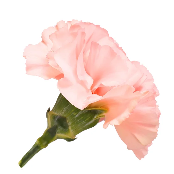 Flor de clavel rosa aislada en blanco —  Fotos de Stock