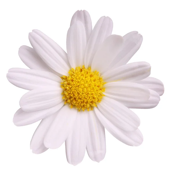 Camomile isolated on white — Stock Photo, Image