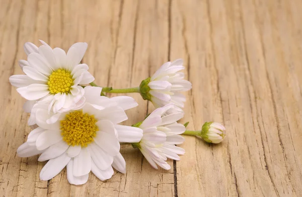 Kamillenblüten auf Holzgrund. Nahaufnahme — Stockfoto