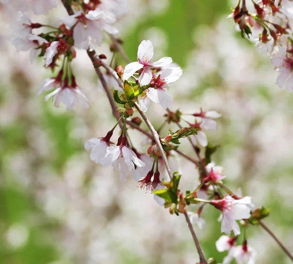 White Spring Blossoms van kers. Bloemen buiten — Stockfoto
