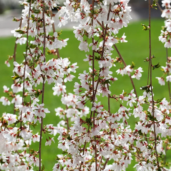 Flores brancas da primavera de cereja. Flores ao ar livre — Fotografia de Stock