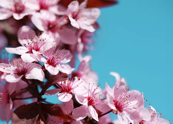 Třešňový květ záběr. Sakura na jaře. Krásný růžový Flo — Stock fotografie