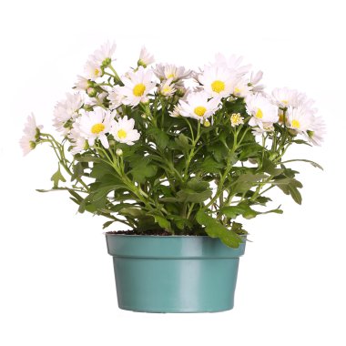 Papatya-beyaz izole tencerede