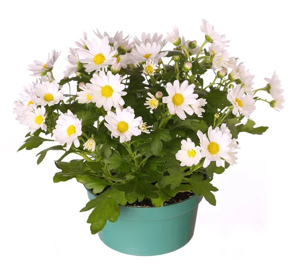 Chamomile flowers  in pot isolated in white — Stock Photo, Image