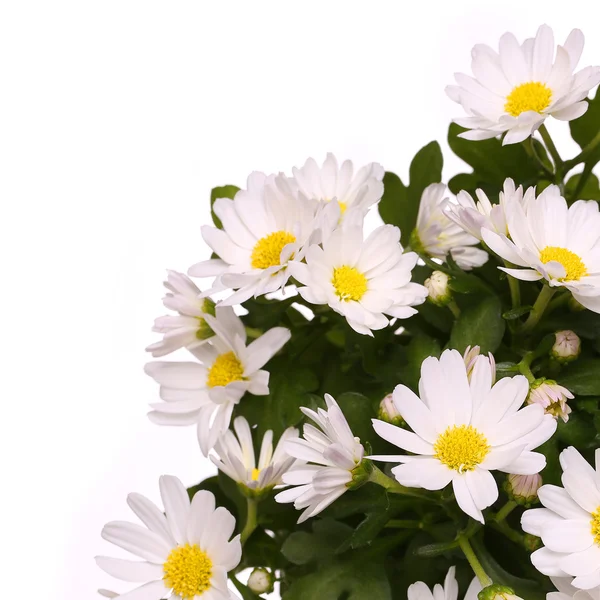 Άνθη χαμομηλιού απομονωθεί σε λευκό — Φωτογραφία Αρχείου