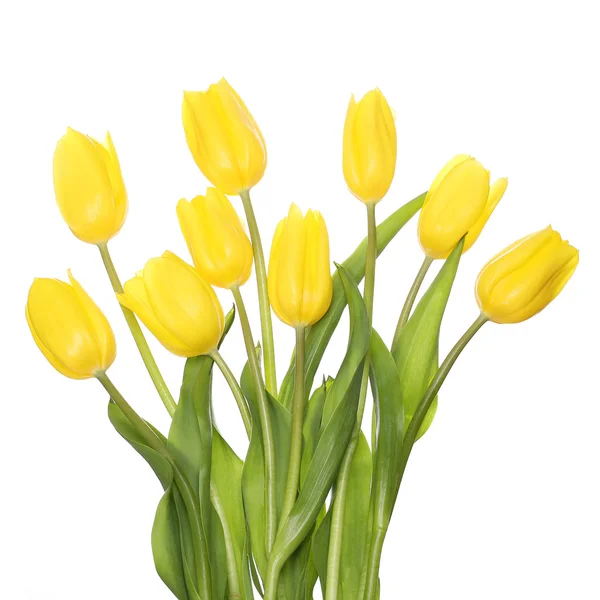 Gelbe Tulpen isoliert auf Weiß — Stockfoto